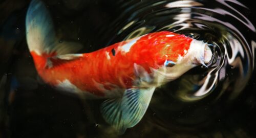 macro photography of koi fish