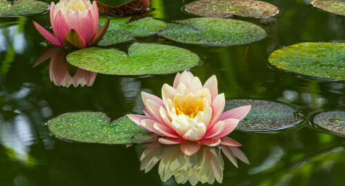 Two pink water lily or lotus flower Perry's Orange Sunset in garden pond. Close-up of Nympheas reflected in green water. Flower landscape for nature wallpaper with copy space. Selective focus