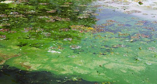 Green algae on the water surface