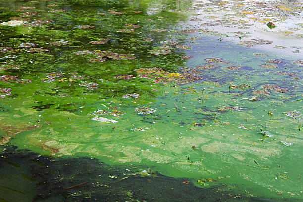 Green algae on the water surface