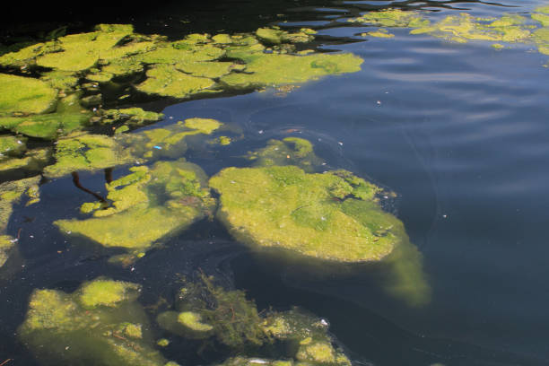 algae koi pond