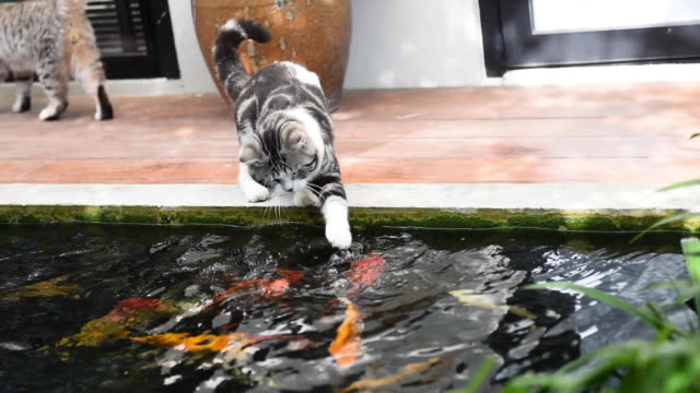 cat touching koi pond