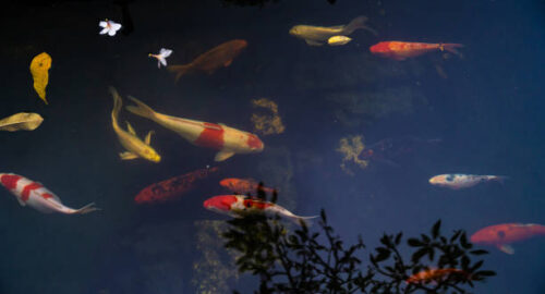 Golden carps and koi fishes in the pond. Porcelain flowers fall on the surface of the lake. Selective focus.