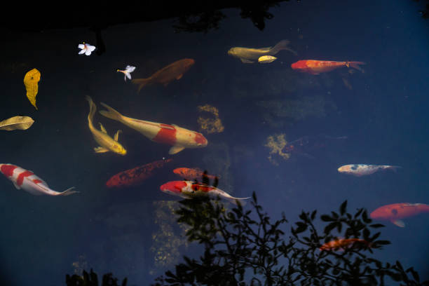 Golden carps and koi fishes in the pond. Porcelain flowers fall on the surface of the lake. Selective focus.