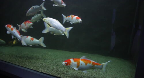 koi fish tank
