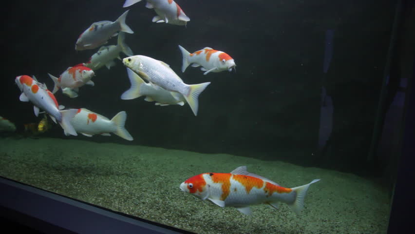 koi fish tank