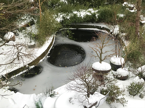 koi pond during winter