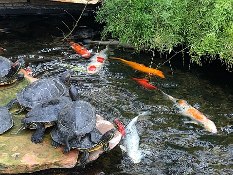 Waterfall with koi and turtles