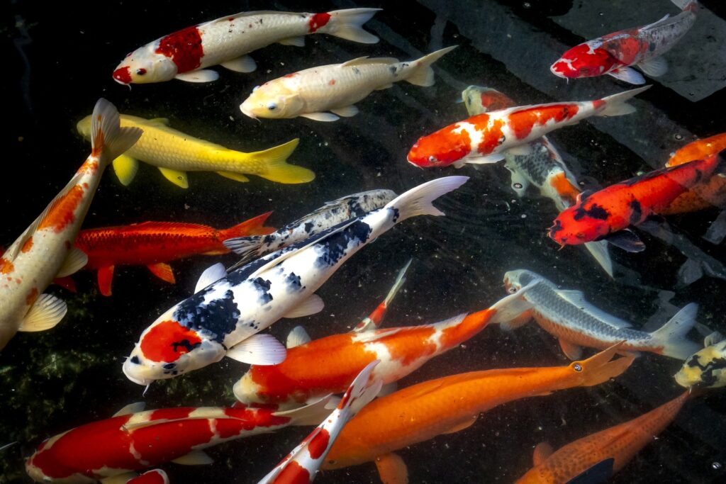 From above of multicolored koi fishes with bright spots swimming in clear transparent water of pond in reserve of tropical country