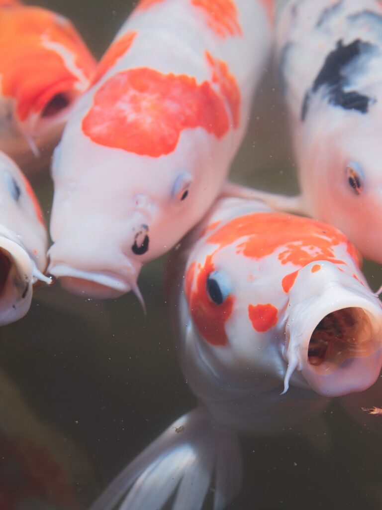 Japanese carp with red and orange spots and mouth opened swimming in water of pond