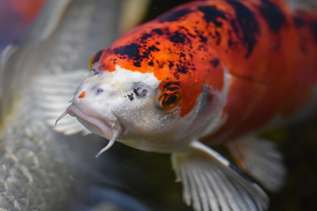 Close-Up Photo of a White and Orange Koi Fish