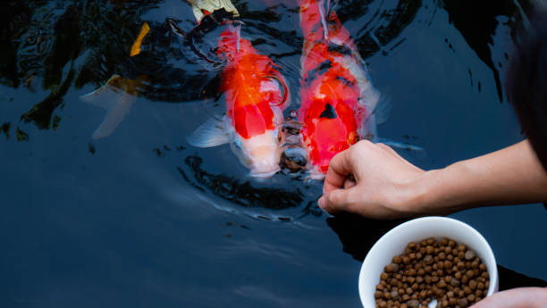 Feed the koi or crap with your bare hands. Fish tamed to the farmer. An outdoor koi fancy fish pond for beauty and relaxation.