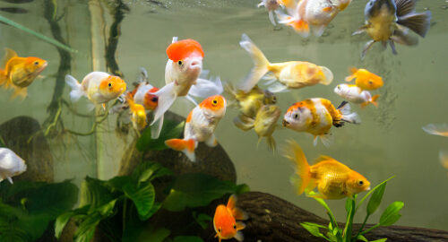 Colorful goldfishes in the mini aquarium