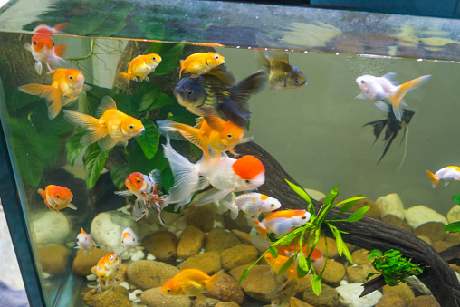 gold fish varieties in fish tank