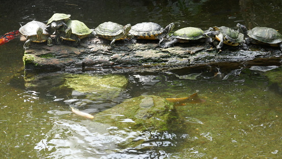 Sunbathing Turtles on a log surrounded by koi fish