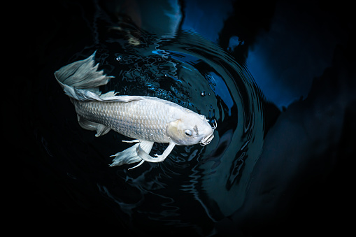 white crap fish or butterfly koi fish platinum color in pond