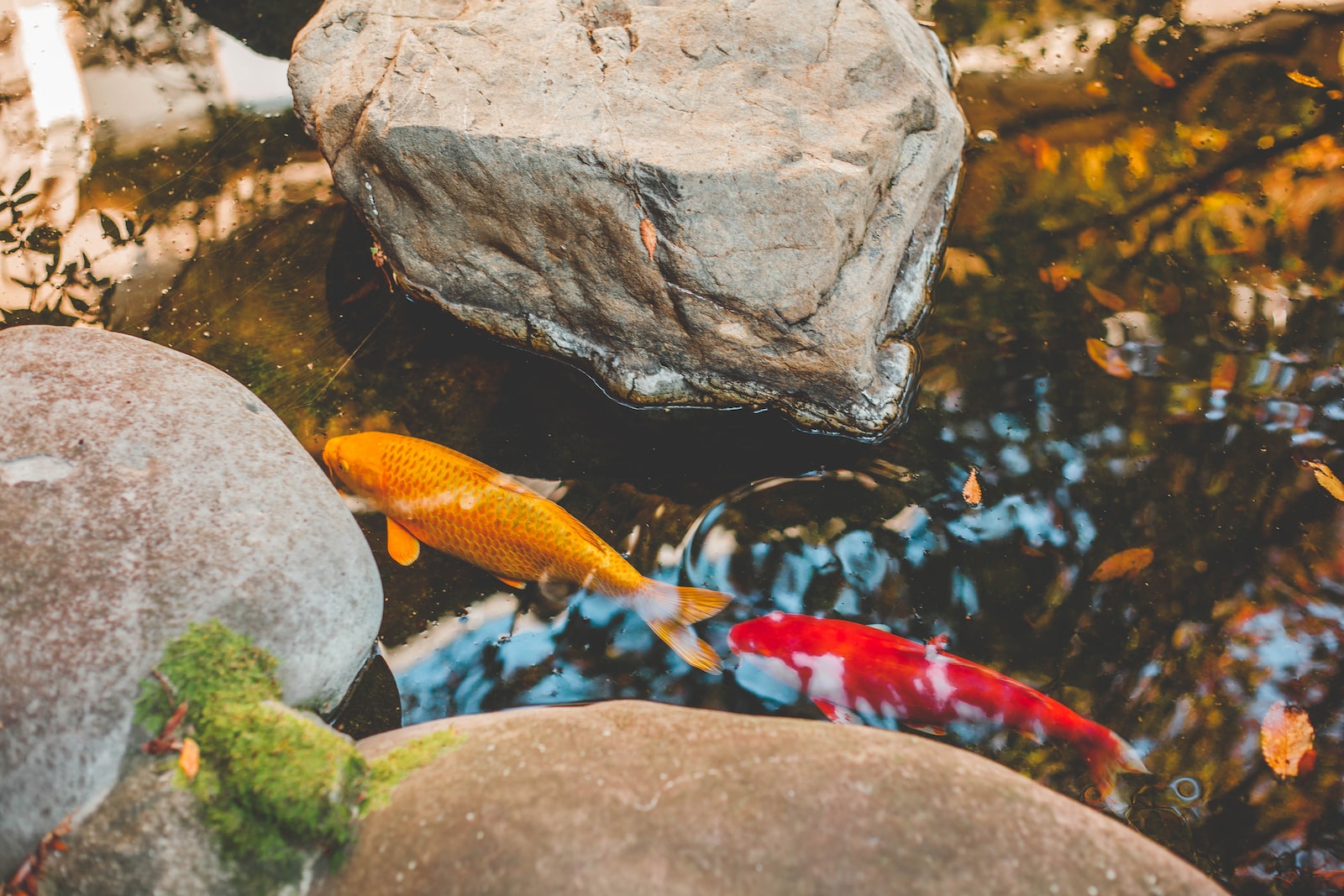 two orange and yellow fish in water beside rocks