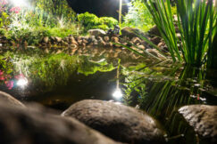 Garden pond at night. Illuminated pond shore in a night. Garden fish pond. Garden pond on natural landscape. Water garden natural pool. Exterior of a private garden. Pond with rocks and plants