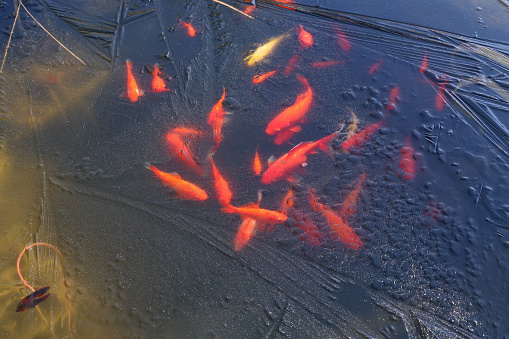 Goldfish under the ice of a frozen pond.