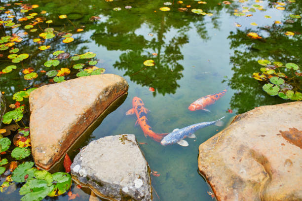Colorful koi in fish pond in japanese garden
