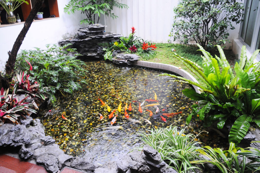 The Chinese traditional style small family garden with tropical plants and a colorful koi fish pond.