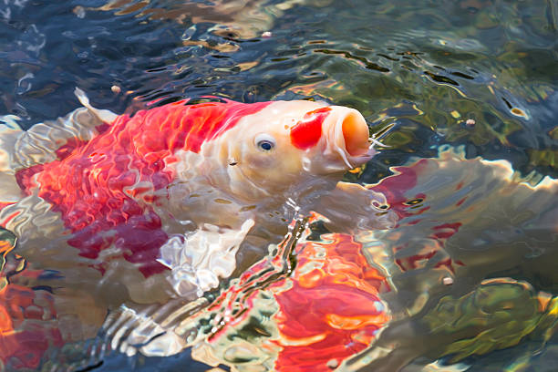 Close-up of a red-white koi carp swimming in a pond with it's mouth wide open, reaching for food. Shallow DOF.