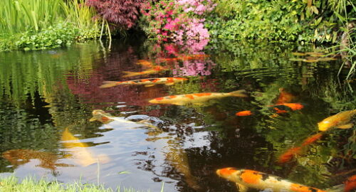 Pond with koi fish