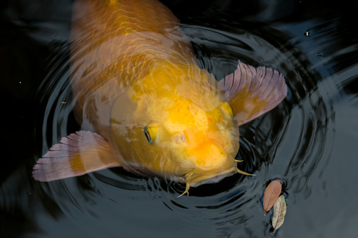 Close Up of Large Solitary Yellow Koi Fish with Whiskers floating in rippled dark water with leaves